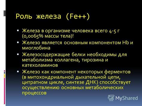 Железо как важный компонент организма: его роль и функции.