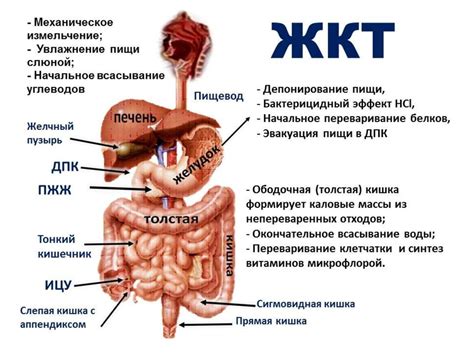 Заболевания желудочно-кишечного тракта