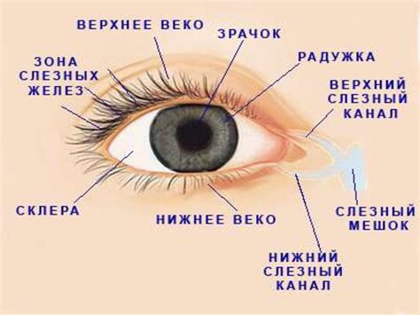 Забота о глазах: важность отдыха и минимизация напряжения