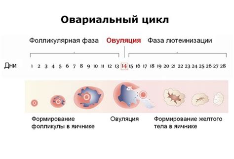 Задержки созревания яйцеклетки: причины и возможные решения