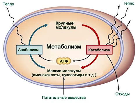 Замедление обмена веществ и ухудшение кровообращения