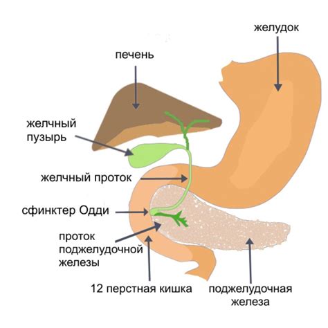 Застой желчи: механизм возникновения и факторы, способствующие его появлению