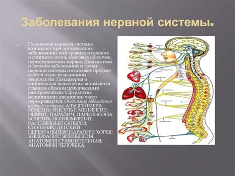 Защитная роль мозговых оболочек: обеспечение безопасности нервной системы