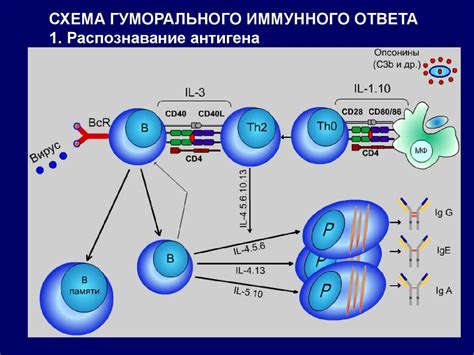 Защитная функция иммунной системы в предотвращении повреждений головного и спинного мозга