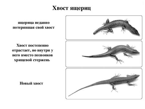 Защитные свойства отросшего хвоста у ящерицы