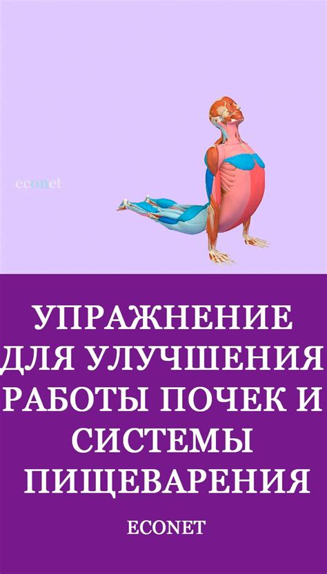 Здоровье пищеварительной системы: эффективные упражнения и спорт для поддержания ее работоспособности