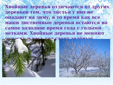 Значение защиты стволов молодых деревьев в холодное время года