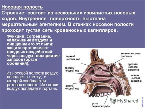 Значение носовых проходов в обновлении воздуха человека