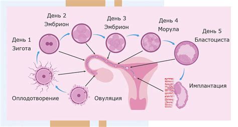 Значение овуляции в процессе зачатия