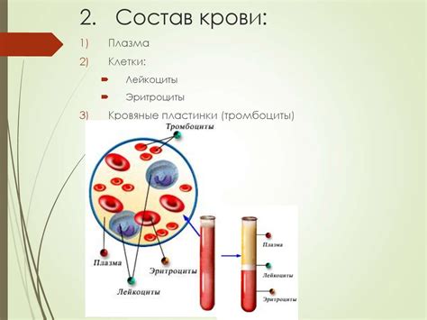 Значение плазмы крови и ее важная роль в организме