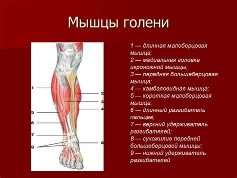 Значение подходящей обуви для предотвращения повреждений сухожилия на задней поверхности голени