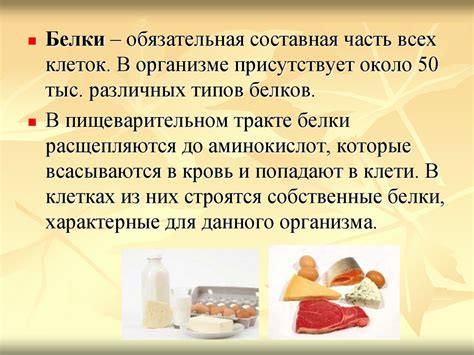 Значение правильного питания для увеличения продукции грудного молока у кошек