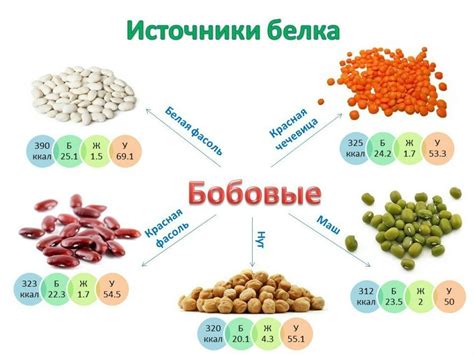 Значение пурина в составе пищевых продуктов, особенно в бобовых