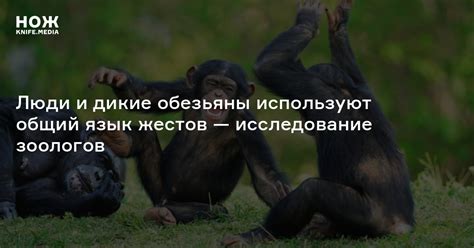 Значение символики жестов обезьяны