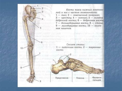 Значение укрепления нижней части ноги при тренировках