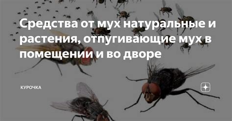 Значение чистоты и гигиены для контроля численности мух в помещении