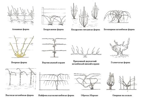 Значение шпалеры для роста и развития виноградного куста