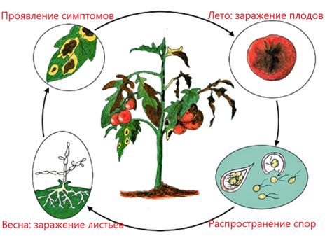 Значимость и распространение фитофторы