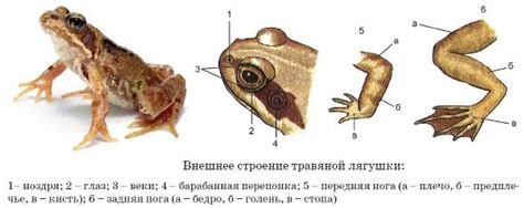 Изготовление головы и глаз лягушки