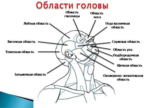 Изготовление корпуса и головы