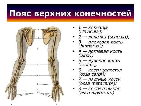 Изготовление частей тела и конечностей песика из воздушного шара