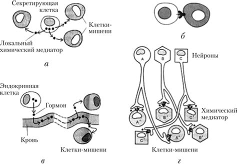 Изменение промежутка между клетками