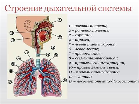 Изучение состояния дыхательной системы через компьютерную томографию