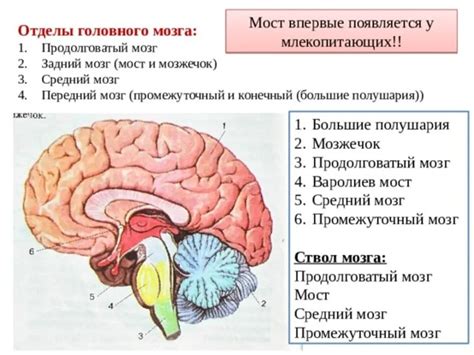 Изучение функции соединения множества изображений в PowerPoint 2016: первоначальное знакомство