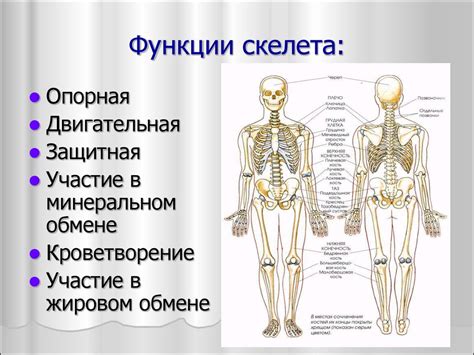 Изучите структуру и развитие мышечной системы и костей