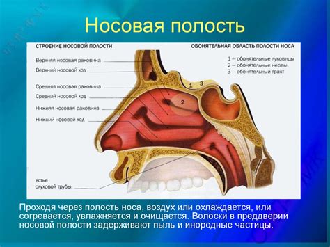 Ингаляции и обильное питье: эффективные способы освободить полость носа