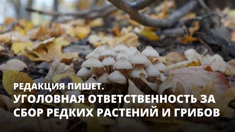 Ингредиенты, секреты природы: поиск и сбор редких растений