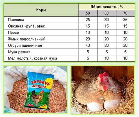 Индивидуальные признаки питания несушек: нюансы процесса