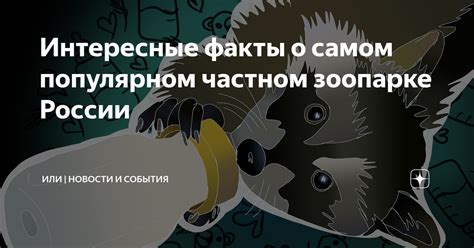 Интересные факты о увлекательных возможностях алфавитных игр собачьего товарища