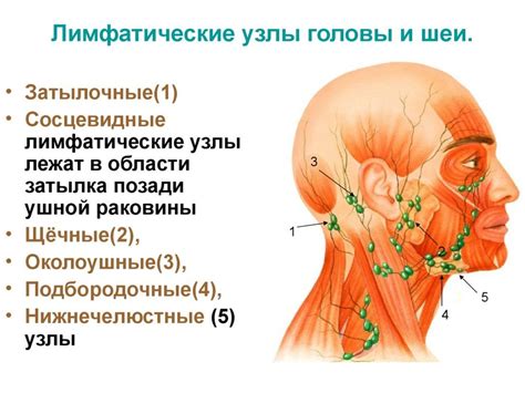 Инфекционные факторы, вызывающие воспаление лимфатических узлов в области горла