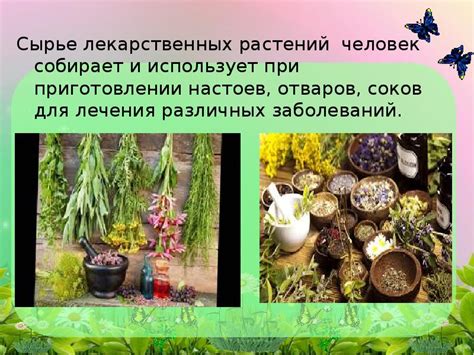 Использование лекарственных отваров растений для снятия недуга