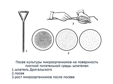 Исследование биологических объектов и микроорганизмов