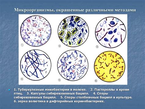 Исследование состава микроорганизмов в организме