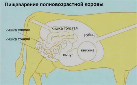 Как восстановить работу пищеварительной системы у коровы без жвачки?