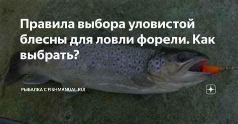 Как выбрать идеальное питание для уловистой рыбалки на леща?