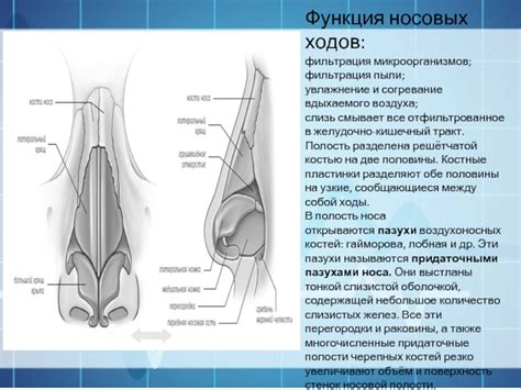 Как заложенность носовых ходов обеспечивает фильтрацию и увлажнение вдыхаемого воздуха?