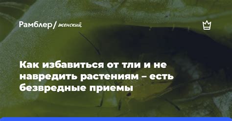 Как избежать трудностей и не навредить растениям?