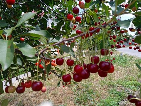 Как извлечь косточки из вишни с помощью бутылки