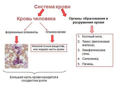 Как образуется и функционирует основной компонент крови?