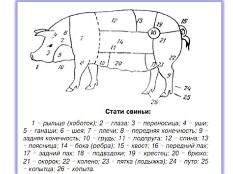 Как определить активность свиньи: методы и инструменты