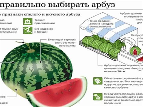 Как определить спелость арбуза: внешние характеристики