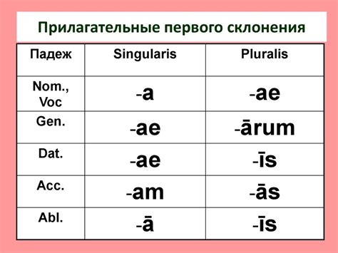 Как определить форму множественного числа прилагательных в латинском языке