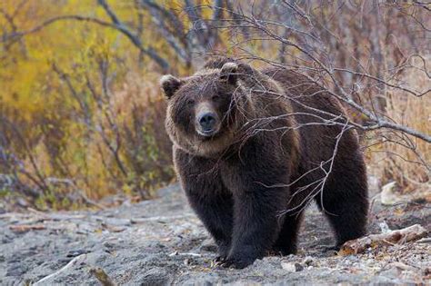 Как отличить вид медведя и оценить уровень опасности