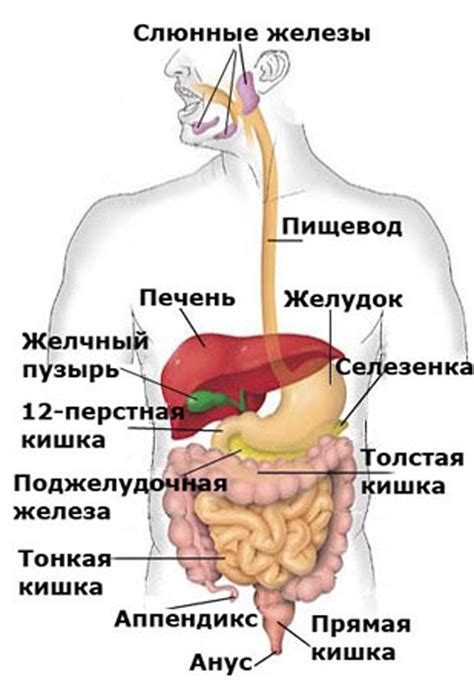 Как понять, что происходит внутри тела