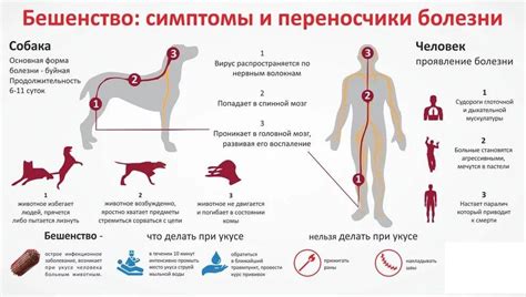 Как предотвратить распространение бешенства