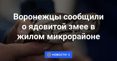 Как преодолеть неприятные ощущения, вызванные сновидениями о темной змее в жилище